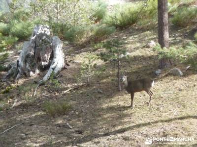 Siete Picos - Parque Nacional Cumbres del Guadarrama;gente senderista ruta cercedilla rio alberche m